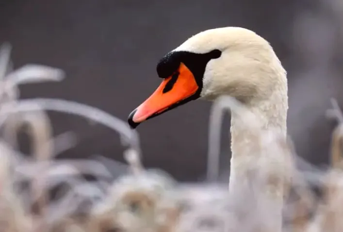 Swan halts Japanese high-speed train