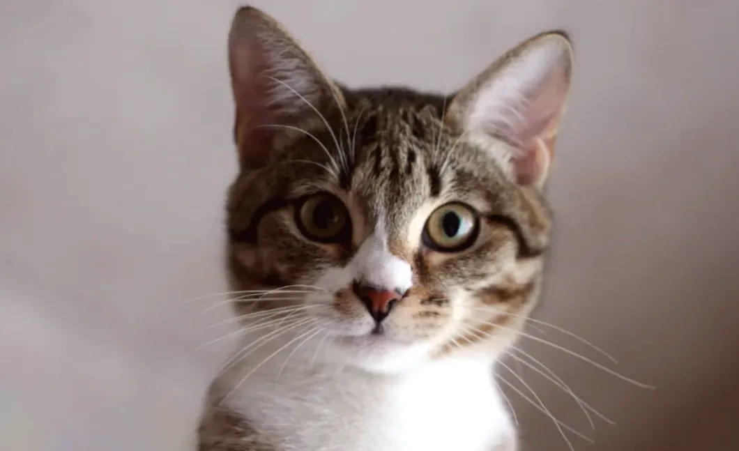 A Charming Cat's Adorable Request for a Delicious Treat Is Absolutely Captivating