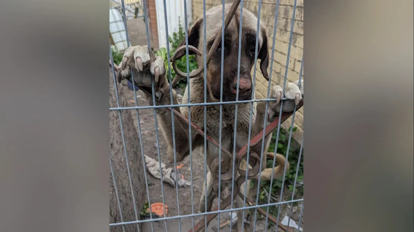 Man convicted for neglecting nine dogs to the point of death