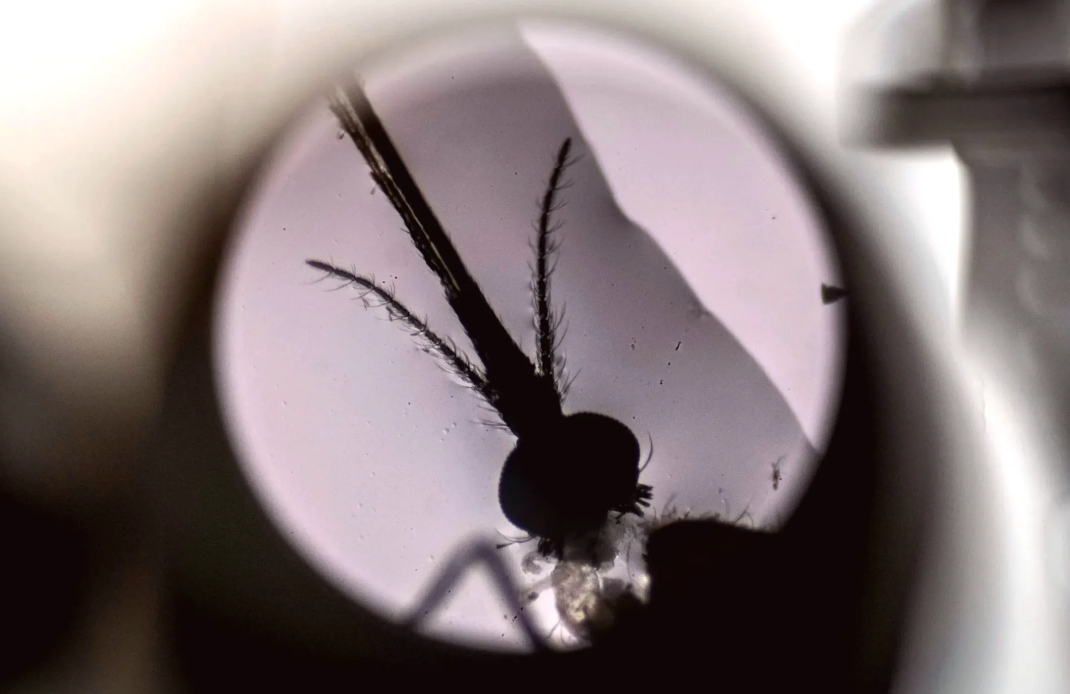 WHO warns that progress in the fight against malaria has come to a halt