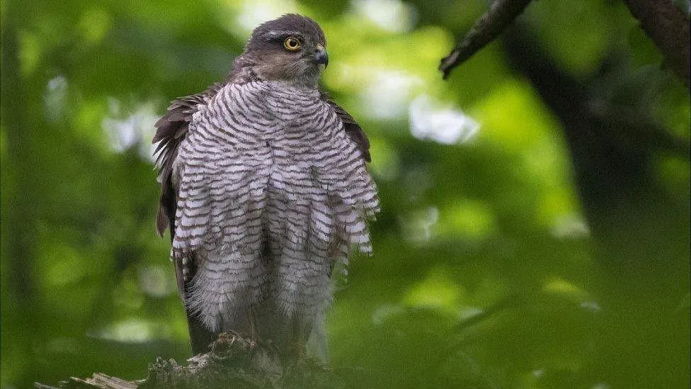 Police investigate shooting and killing of bird of prey