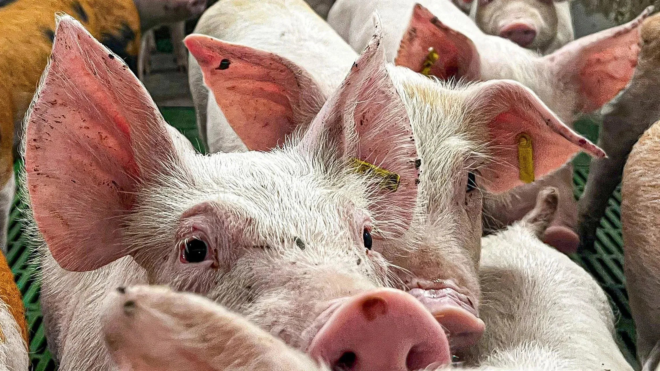 Sports village plan must address odors from pig farm