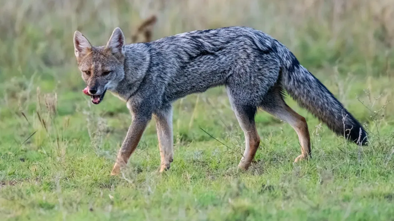 Small Dog Unaware of Fox Stalking Them Until Selfless Bystander Intervenes to Help