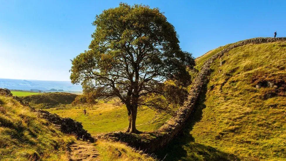 Charities support MP's bill to protect iconic trees