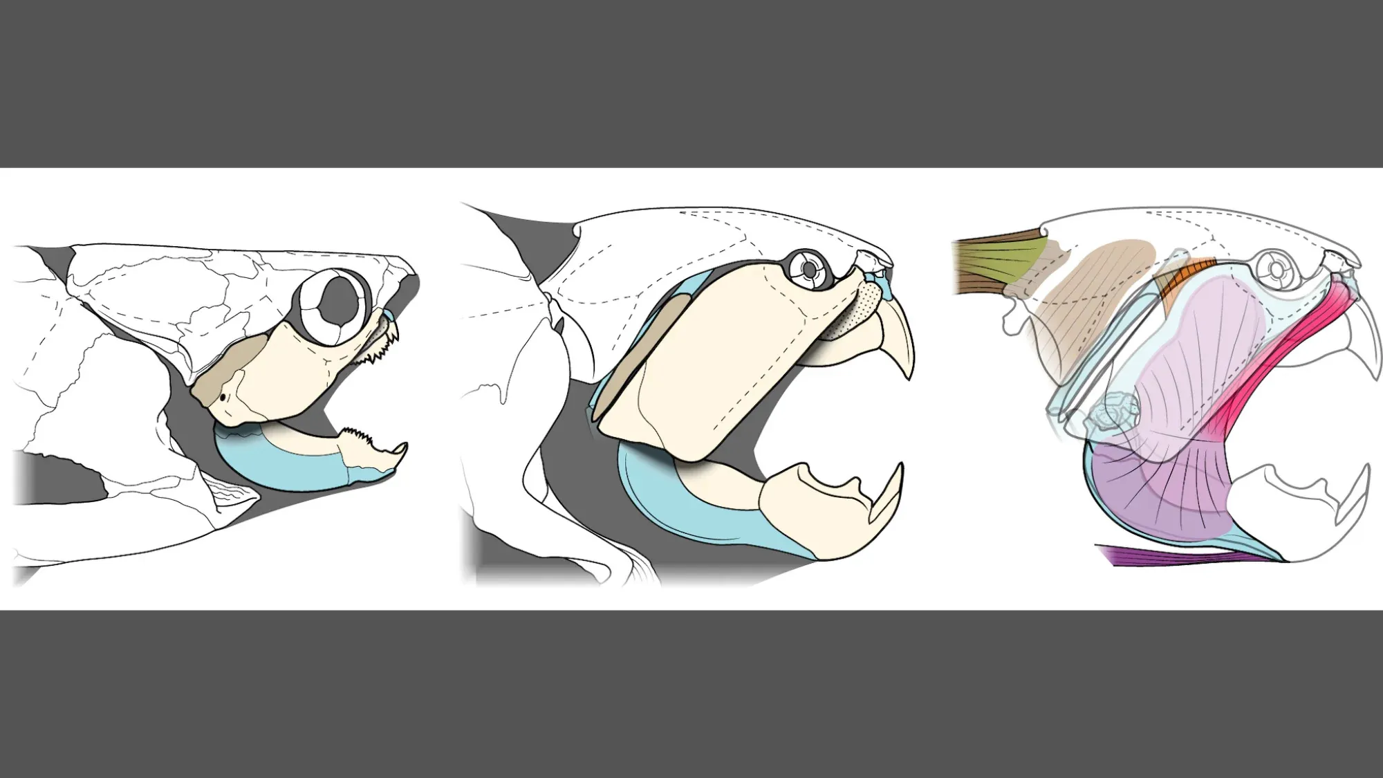 Cleveland's cherished prehistoric sea creature turned out to be more turtle than shark