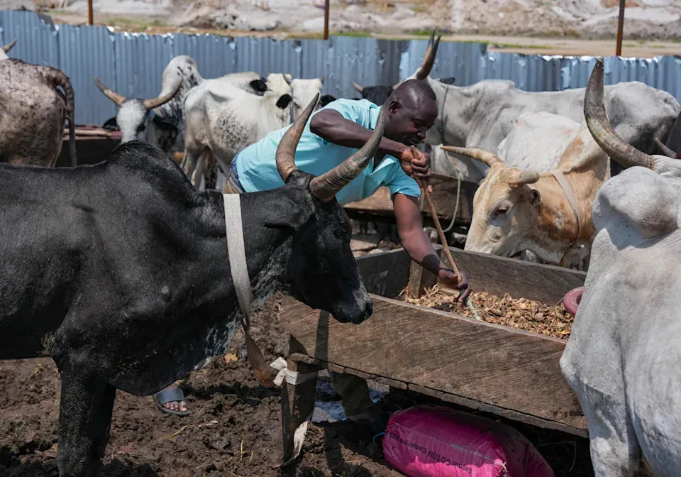 Violent conflict in the Sahel forces herders to seek refuge in Africa's coastal cities