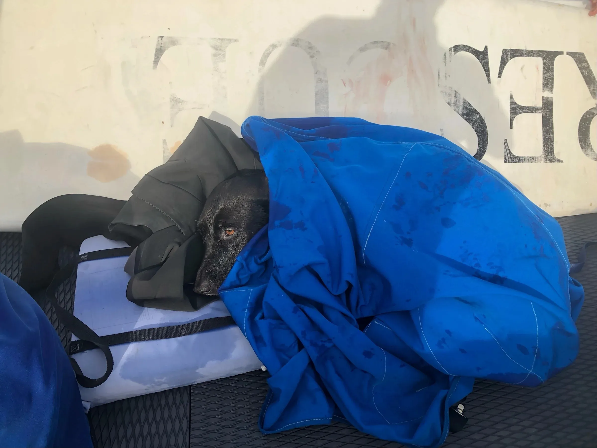 AirTag aids in locating dog swept out to sea during miraculous lifeguard rescue