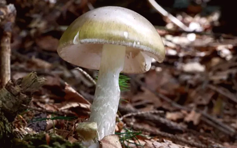 California officials issue warning against foraging wild mushrooms following deadly poisoning outbreak
