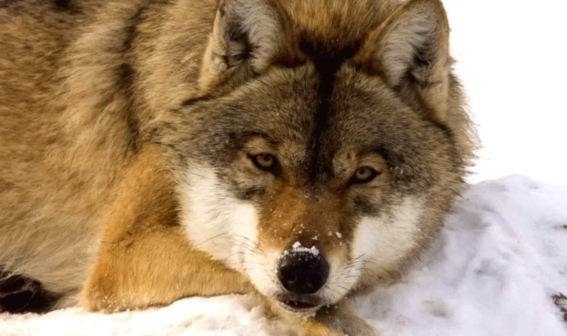 Wolves at Yellowstone National Park Enjoy a Cozy Nap in the Snow