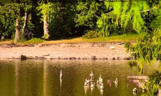 Live stream from national park captures visitor's unacceptable behavior on camera: 'Disturbance recorded'