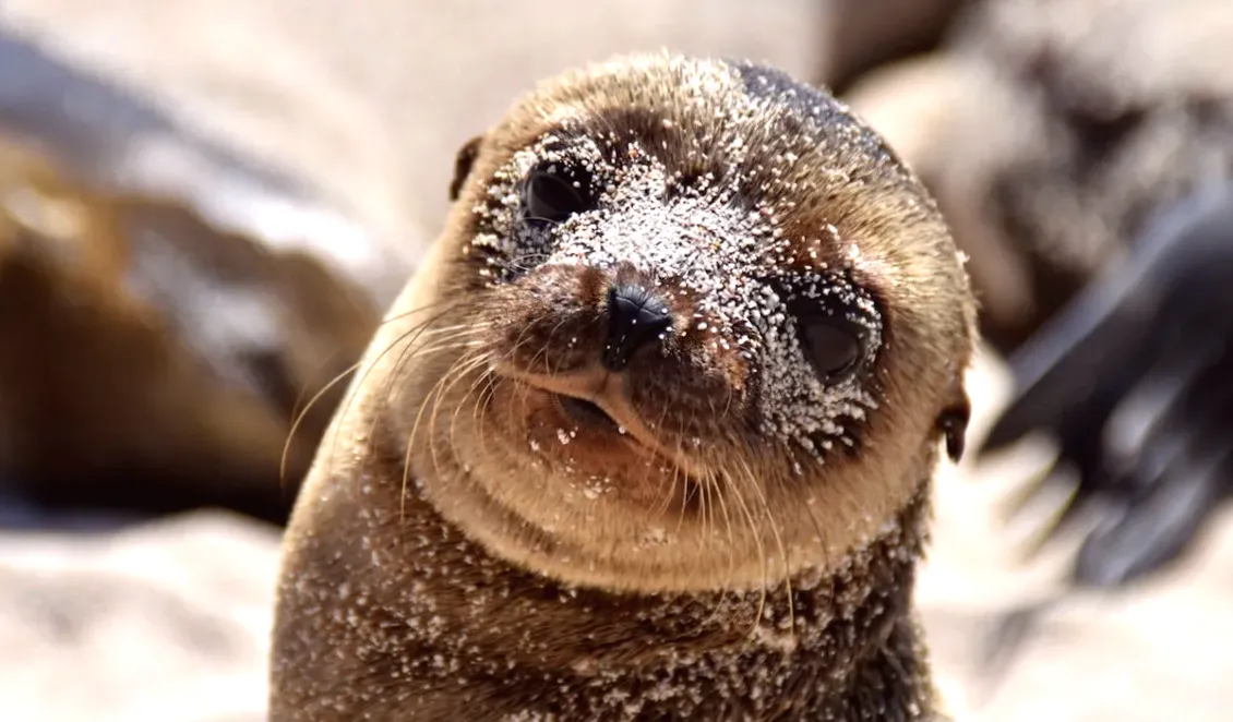 Sea Lion Pup casually walks into a New Zealand pub as if ready to enjoy a drink
