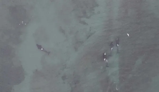 Killer Whales Seen Preying on Birds in the Puget Sound