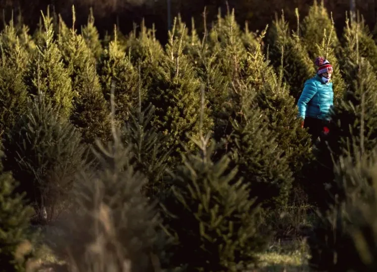 BLM offering discounted Christmas trees and firewood in western states