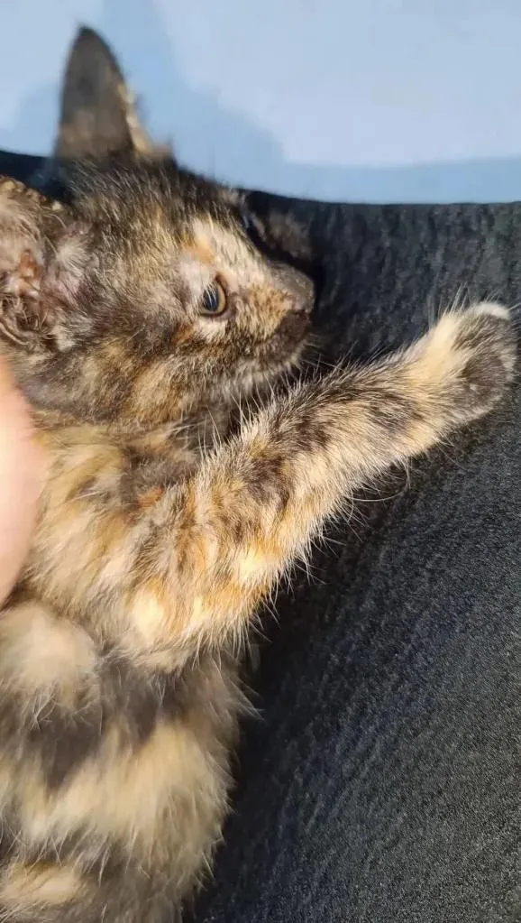 Cat owner shares photos of disturbing midnight discovery in cat's cage: 'She screamed her lungs out'