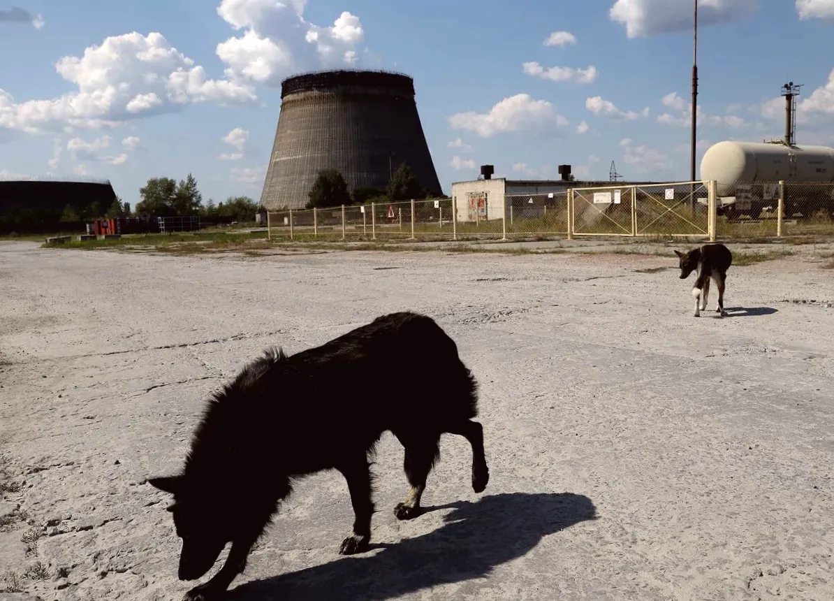 Study Suggests Rapid Evolution in Chernobyl's Dogs