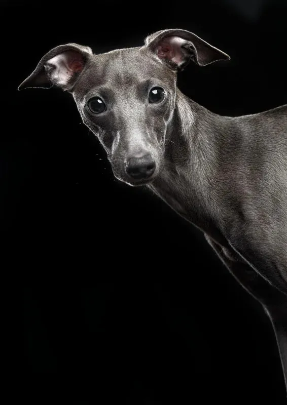 Greyhound's Hilarious Zoomies at Favorite Spot Will Have Everyone in Stitches