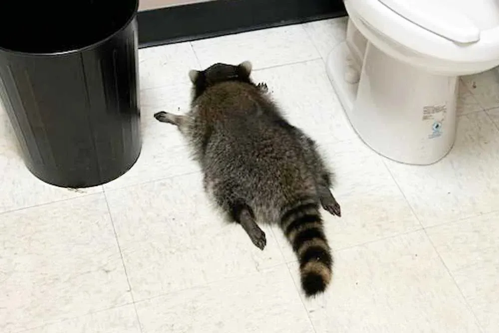 Raccoon's Drunken Rampage Ends with a Nap by the Toilet