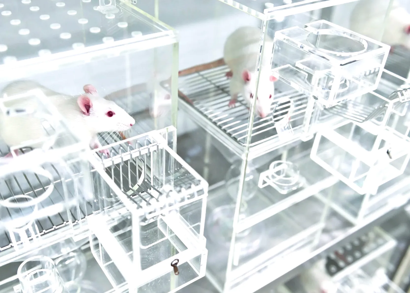 Researchers uncover unsettling findings after exposing mice to everyday household trash: 'Consider the implications for humans'