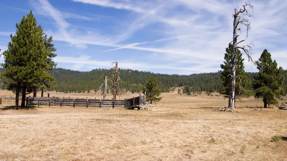 Experts surprised as population of rare predators exceeds 200 for the first time in 80 years: 'They are determined to stay'