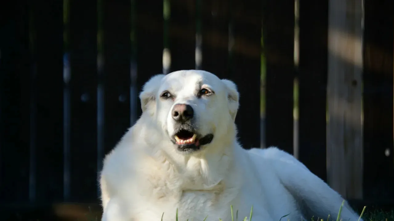Kind Great Pyrenees Takes Care of Small Lamb Rejected by Mother