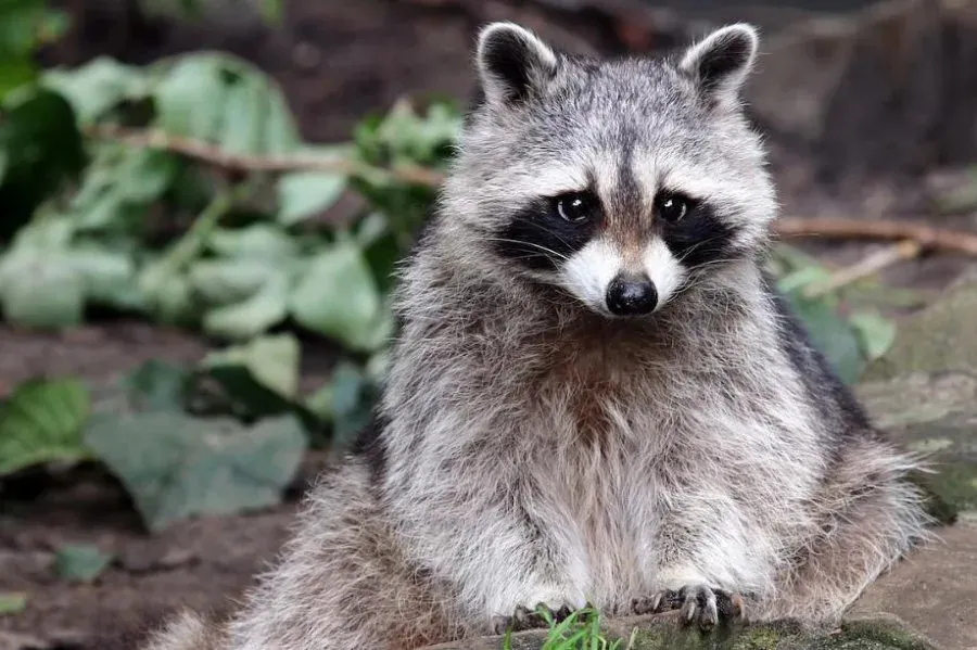 Urban raccoons display initial signs of domestication when living close to humans