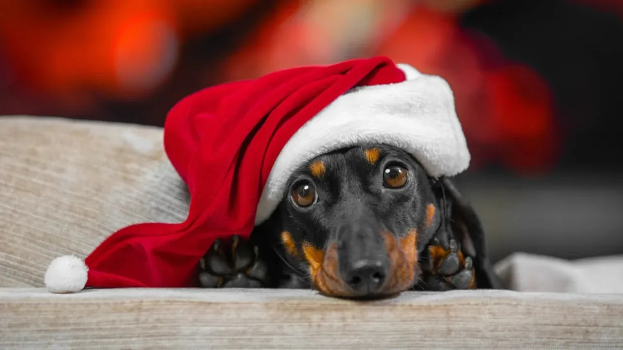 Teenager's Magical Christmas Surprise: New Dachshund Pup