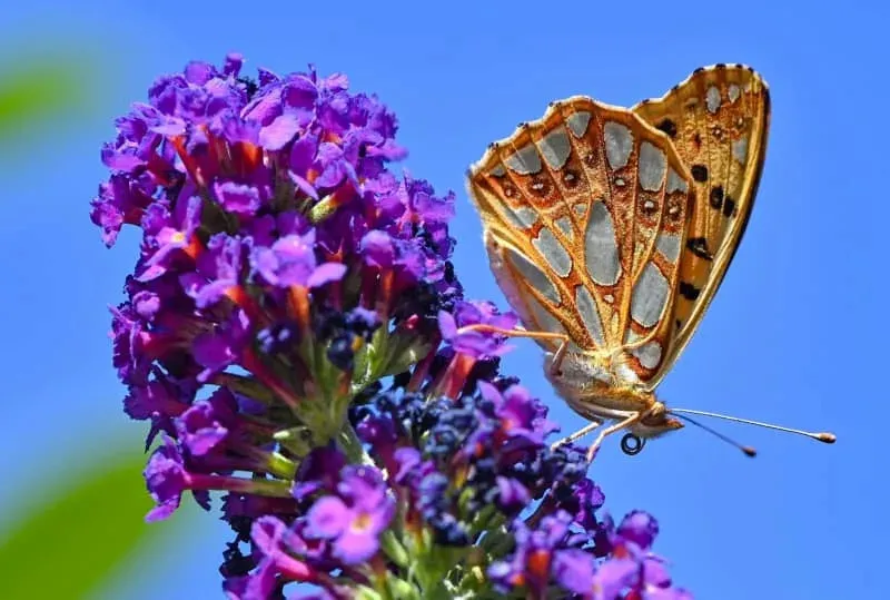 Tests reveal that insect repellents decrease sperm count and eliminate beneficial gut bacteria