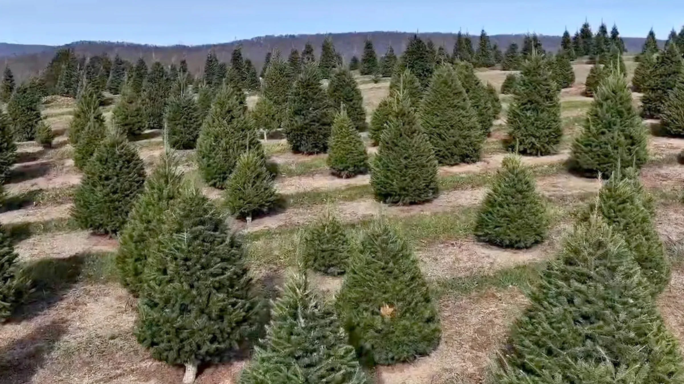 Made in America: Searching for the ideal Christmas tree for the festive season