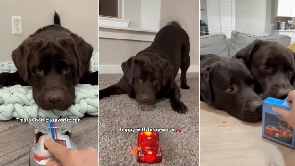 Video: Dog's Reaction to Toy Car Replacement