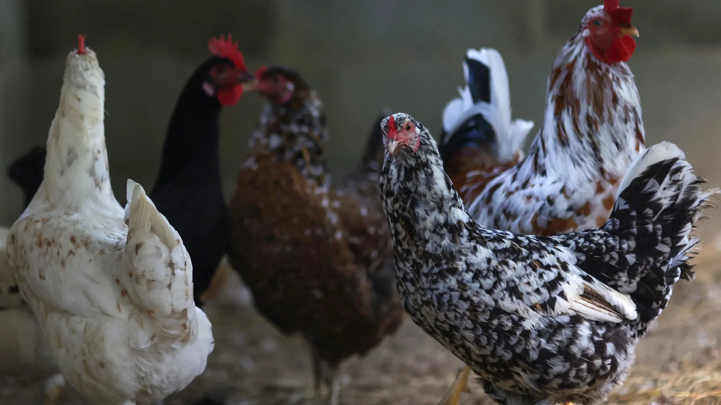 Confirmation of bird flu in backyard poultry flock