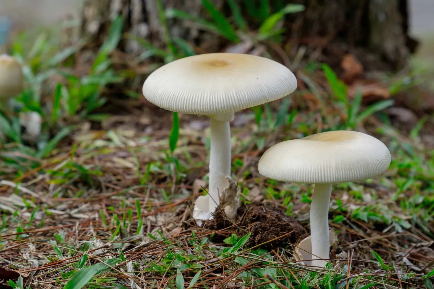 7 Individuals Sent to Hospital After Ingesting Potentially Fatal Poisonous Mushrooms