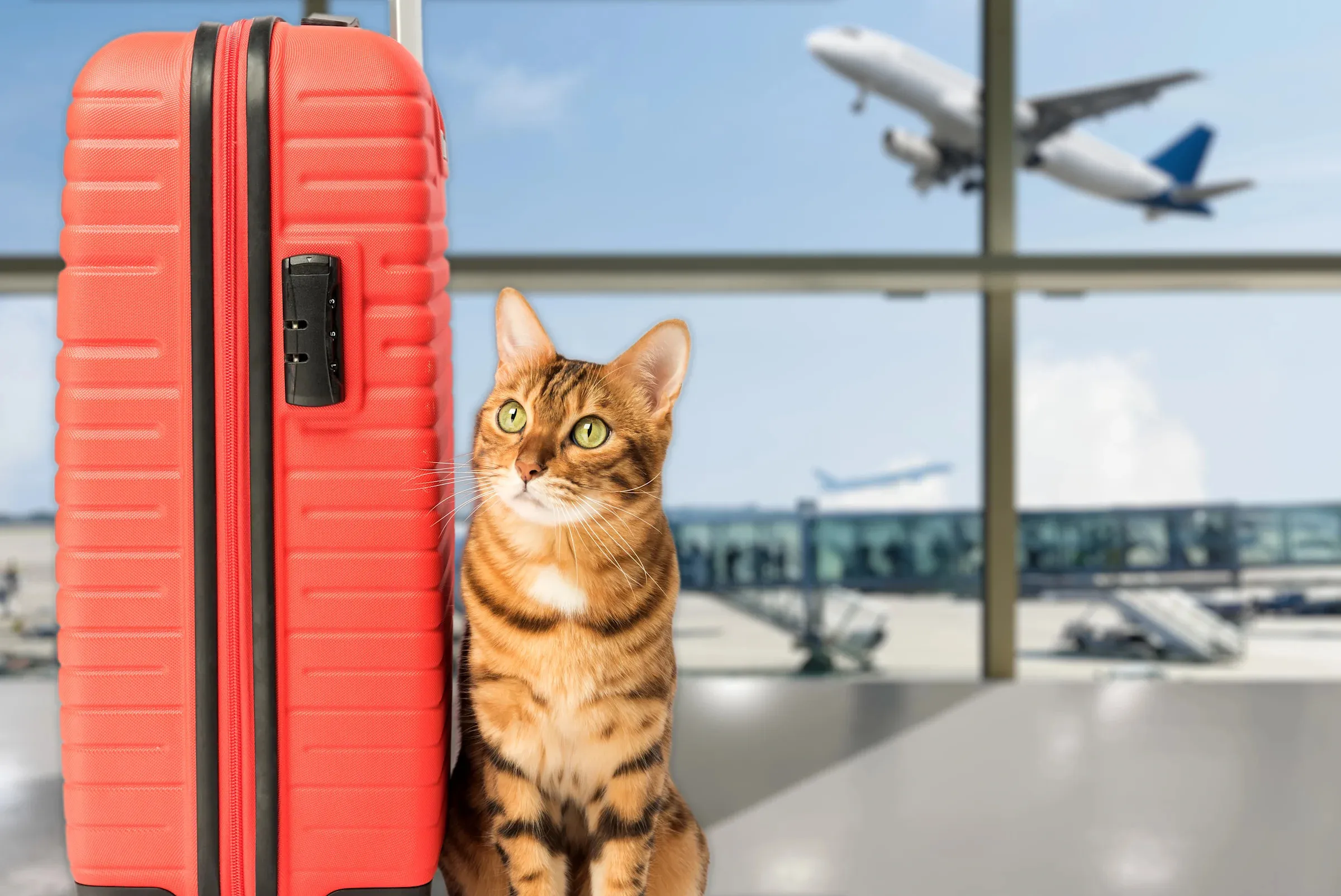 Feline breaks free from carrier on Delta flight — secures first class upgrade