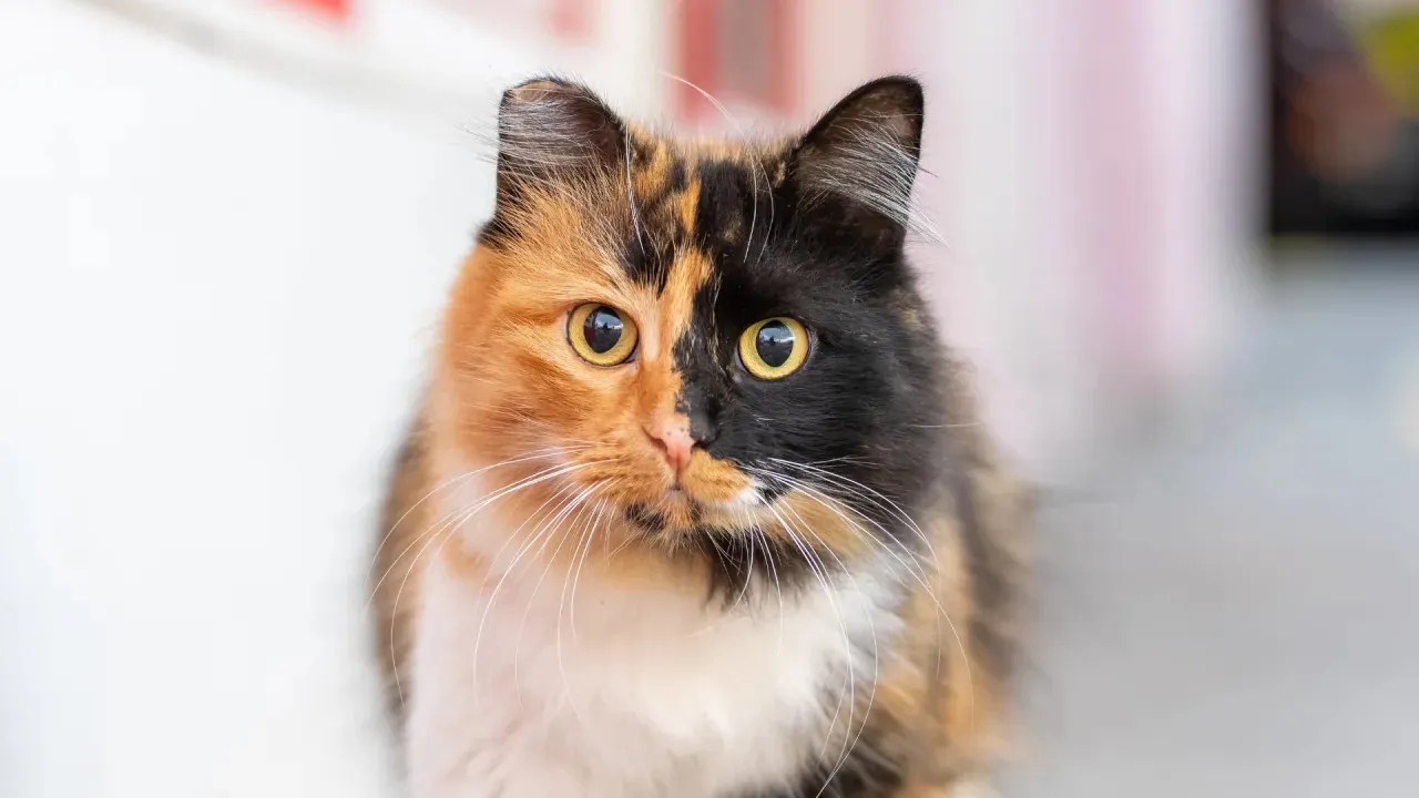 Calico Cat Sings Everyone's Favorite Christmas Song Like Mariah Carey