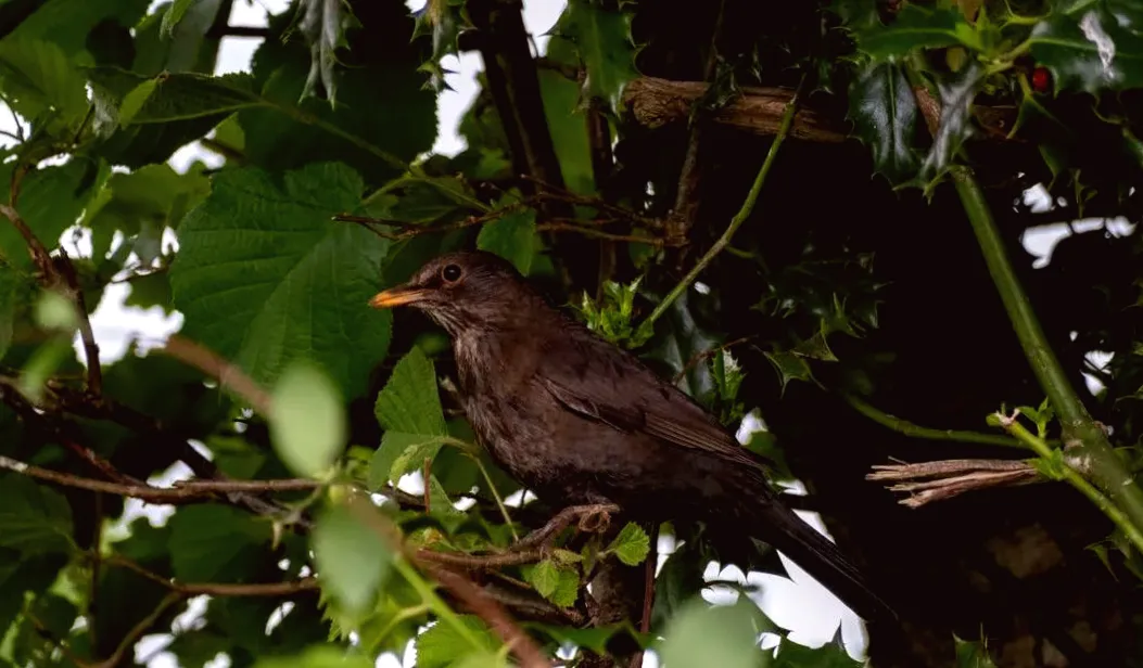 Volunteers needed for winter tree planting