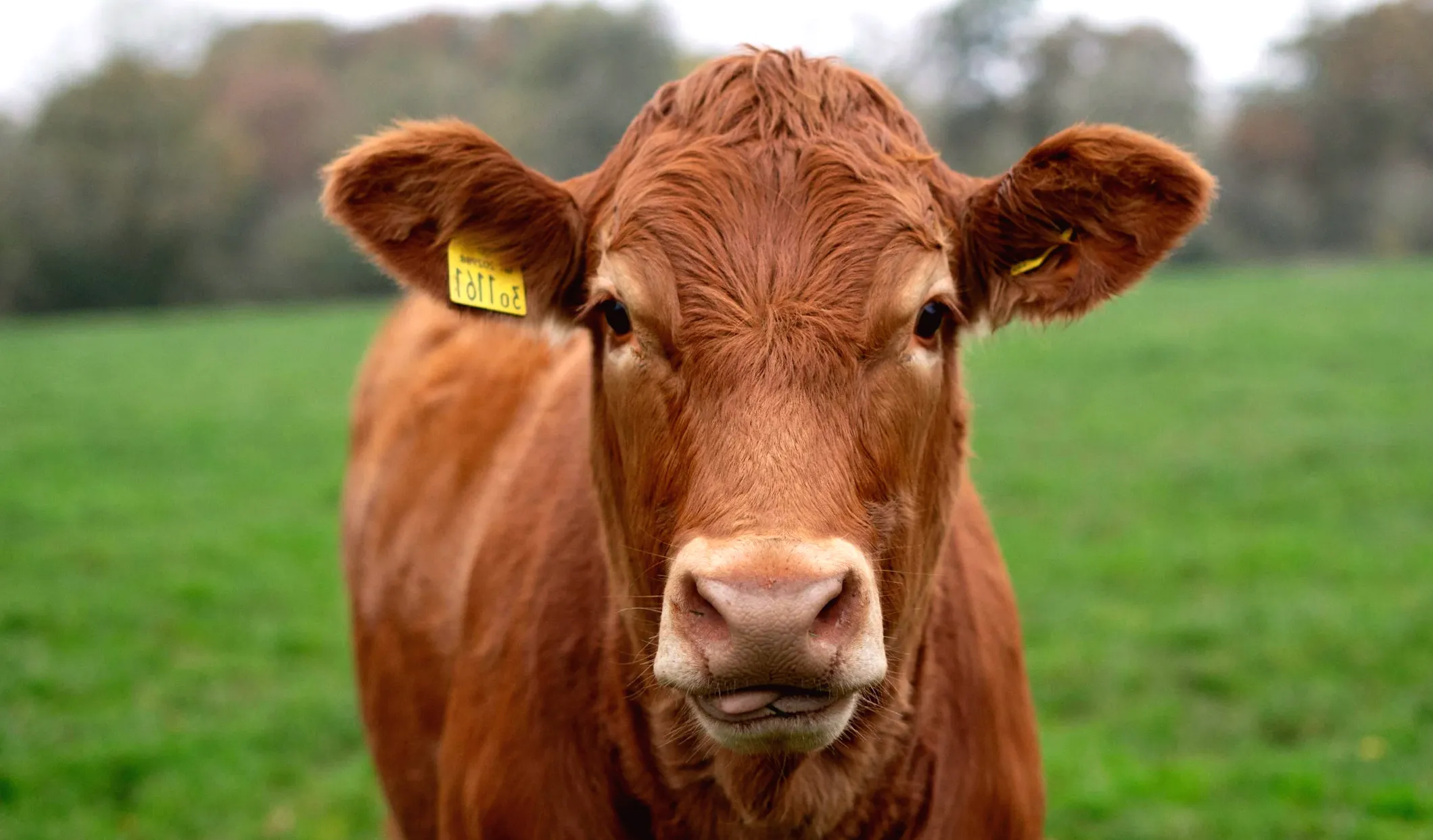 Over 40 suspected cases of bluetongue virus in Northern Ireland