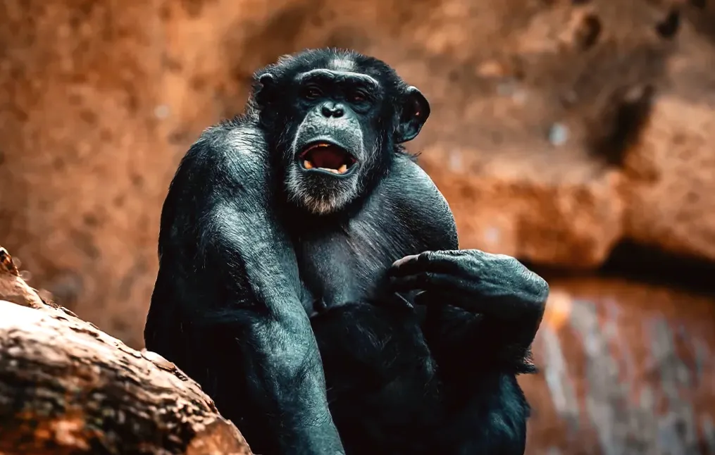 What do you hear when a chimp screams?