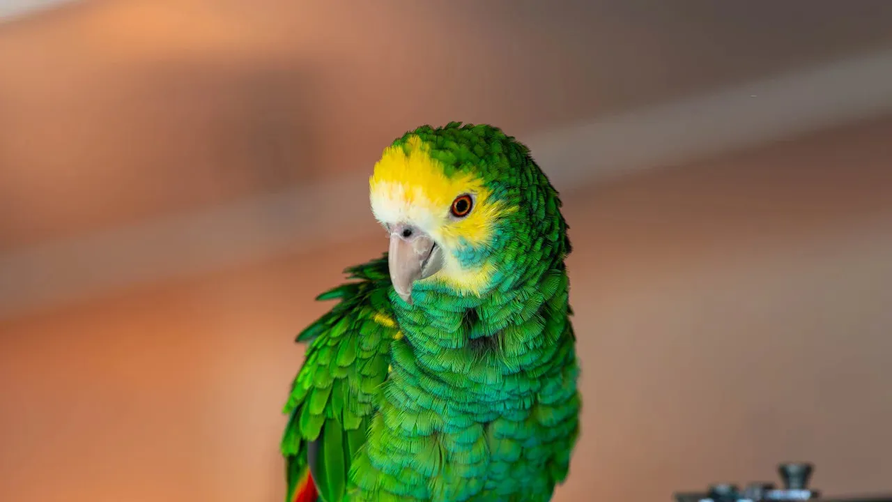 Parrot Caught on Camera Stealing Coffee at South Korean Café in Viral Clip