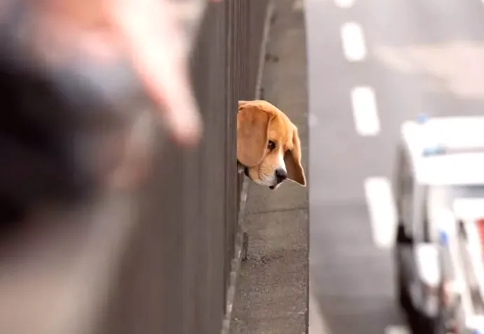 Canine aids owner in fleeing house fire in Germany