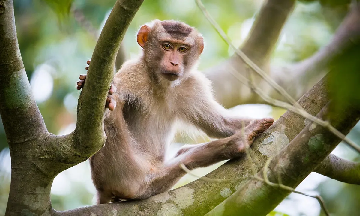 Clues from Monkeys Point to a Mysterious Evolutionary Musical Connection