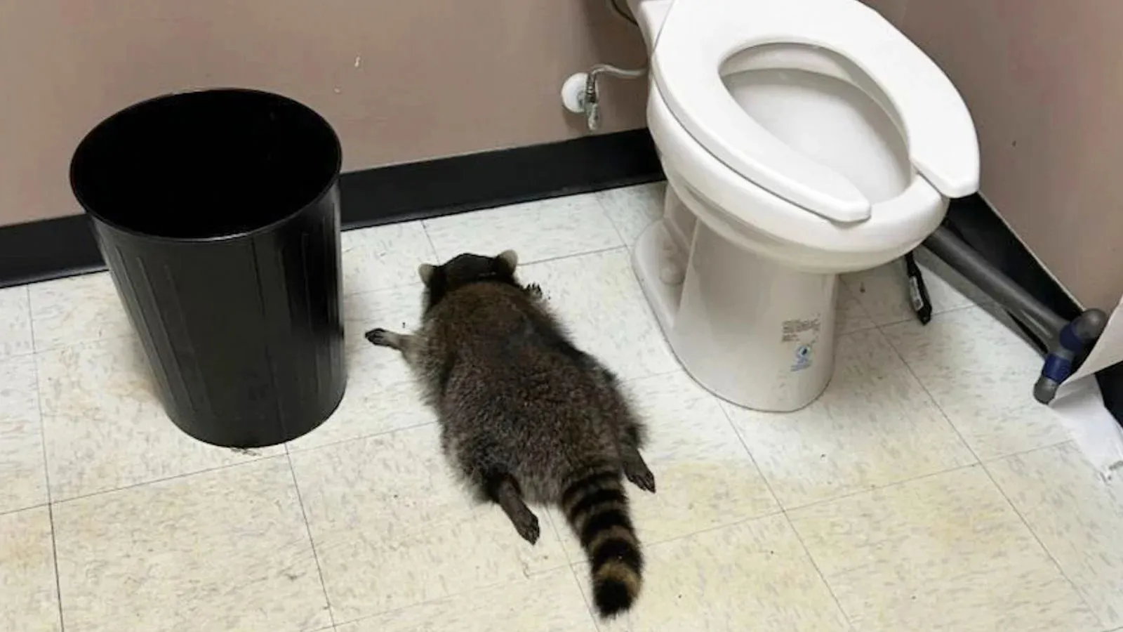 Raccoon causes chaos in liquor store before passing out drunk
