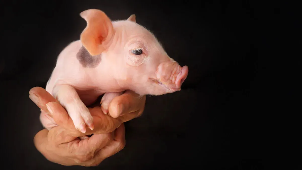 Toddler's Joy from Holding Small Piglet Is Melting Hearts