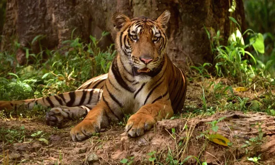 Interpol arrests woman in India for trafficking tiger parts
