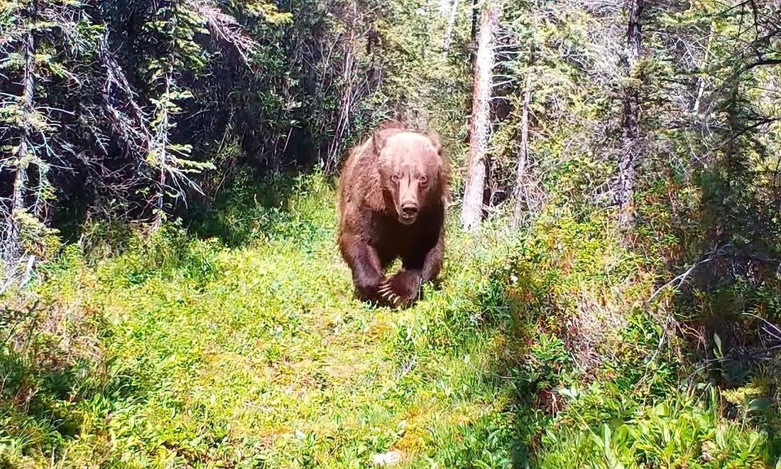 Grizzly bear runs past trail camera, showing huge claws