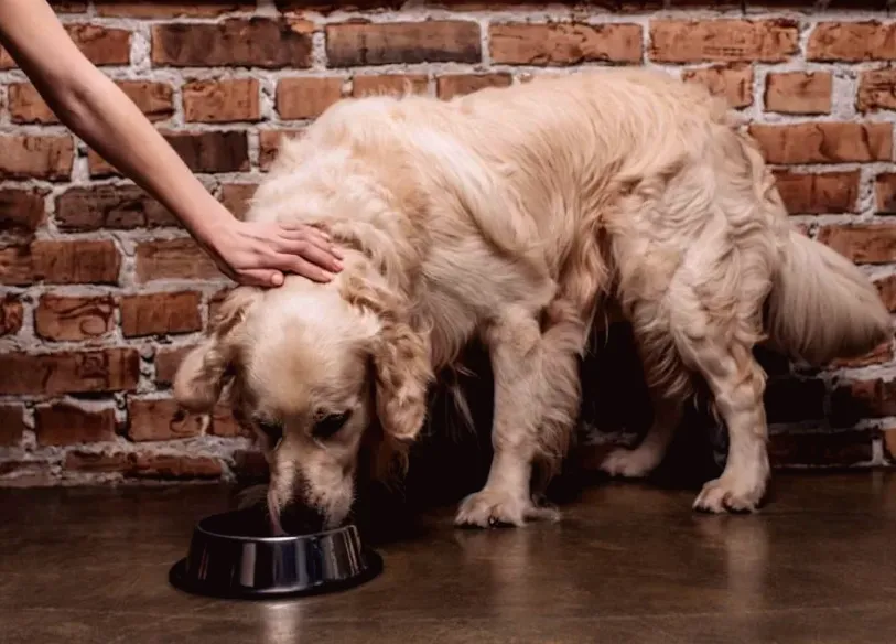 Adverse reactions possible for all size dogs after disturbing discovery in pet food bowls prompts urgent recall by company