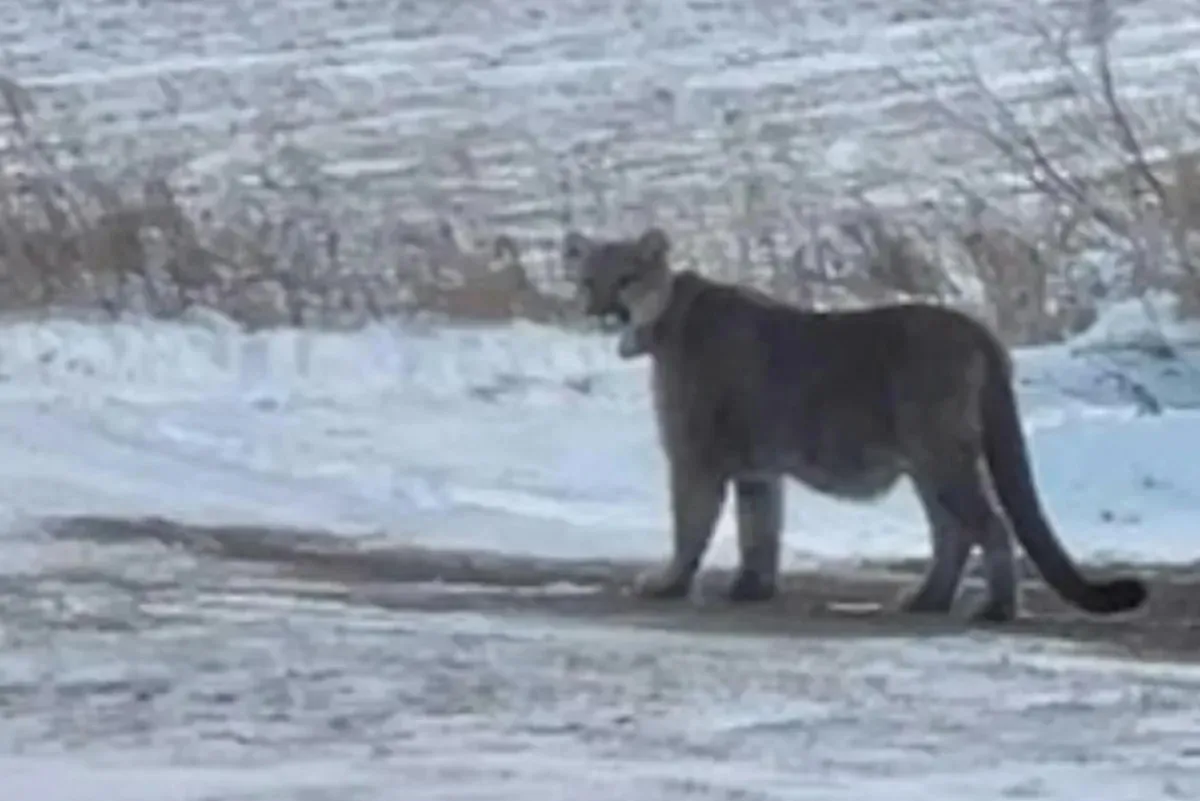 Mountain lion roaming through suburban neighborhoods forces Minnesota schools into lockdown