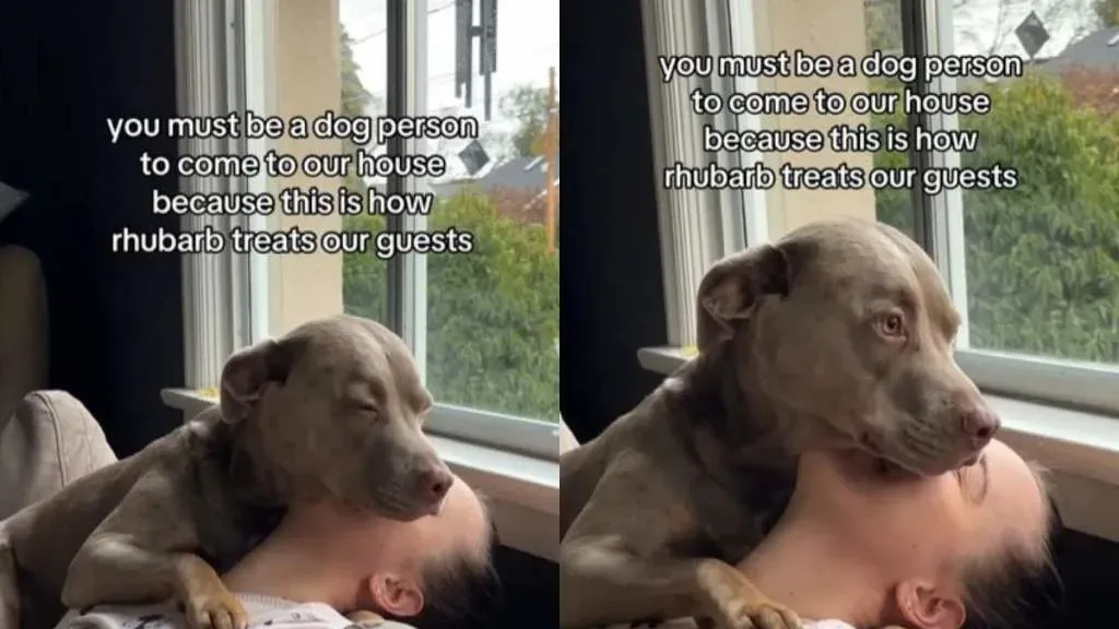 Video: Dog Demonstrates Superior Hosting Skills When Guest Arrives