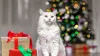 Cat's 'Wrecking Ball' Attack on Christmas Tree Brings Much-Needed Holiday Cheer