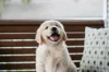 Golden Retriever Puppy Escapes New Play Yard After Voting 'No'