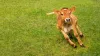 Baby Farm Calves Exhibit Energetic Behavior and It's Adorable