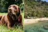 Christmas Island Has Prohibited Dogs for Years, Leaving Shiloh the Chocolate Lab as the Sole Canine Resident
